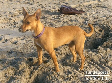 podenco portugues venta|podencos in need.